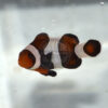 Amphiprion Mocha Clownfish