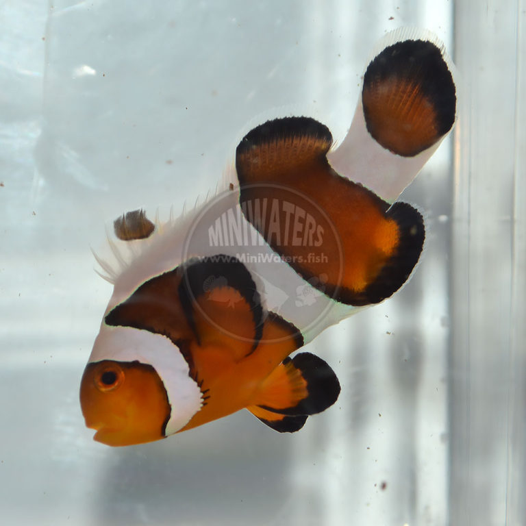 Amphiprion Mochavinci Clownfish, WYSIWYG, 8-11-17 - Shop MiniWaters ...