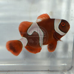 Premnas sp. epigrammata "Goldflake Maroon" Clownfish, DA, WYSIWYG 8-12-17