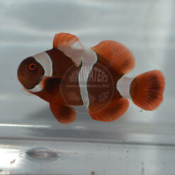 Premnas sp. epigrammata "Goldflake Maroon" Clownfish, DA, WYSIWYG 8-12-17