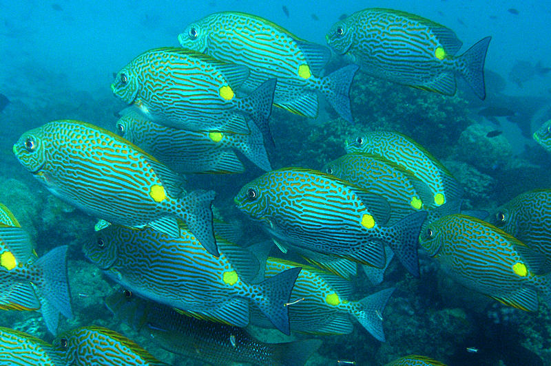 A school of Orange Lined Rabbitfish, Siganus lineatus, photographed by Andy A. Lewis. CC BY 3.0