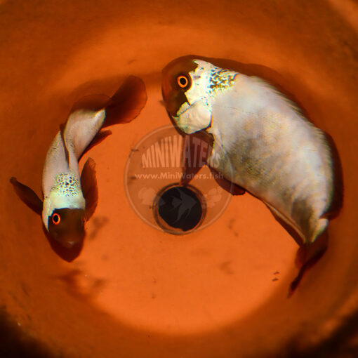 Premnas biaculeatus "PNG Lightning Maroon Clownfish", Ultra Grade, F2, WYSIWYG Pair, Doty Aquaculture