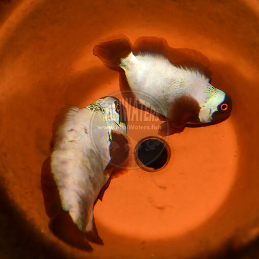 Premnas biaculeatus "PNG Lightning Maroon Clownfish", Ultra Grade, F2, WYSIWYG Pair, Doty Aquaculture