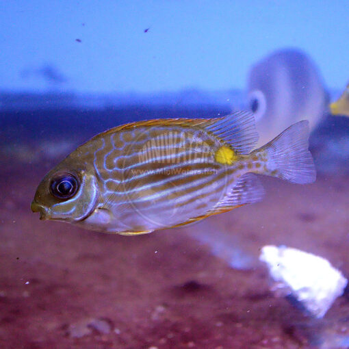 Siganus lineatus "Palau", captive-bred, Biota Marine Life Palau