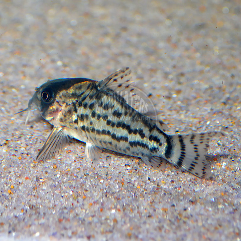 Corydoras habrosus