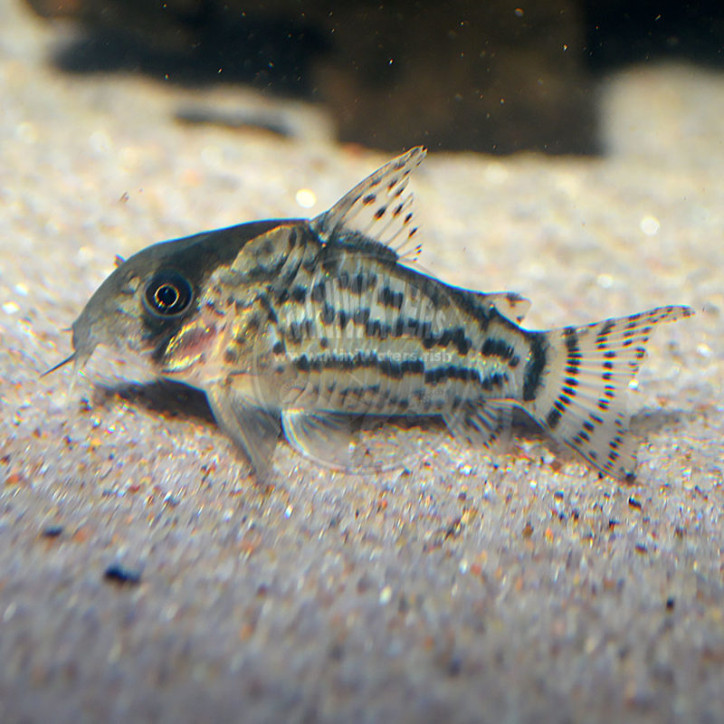 Corydoras schwartzi 