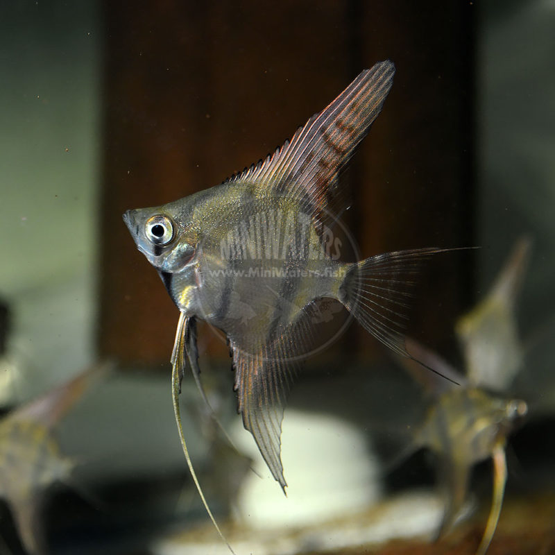 Pterophyllum scalare 