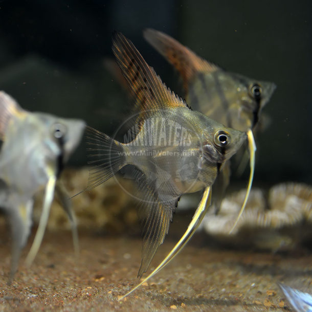 Pterophyllum scalare 