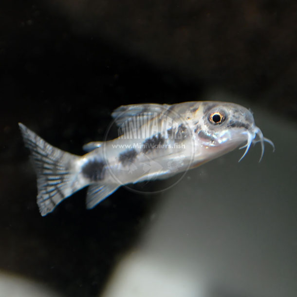 Centromochlus perugiae Tatia Catfish" Shop MiniWaters.FISH