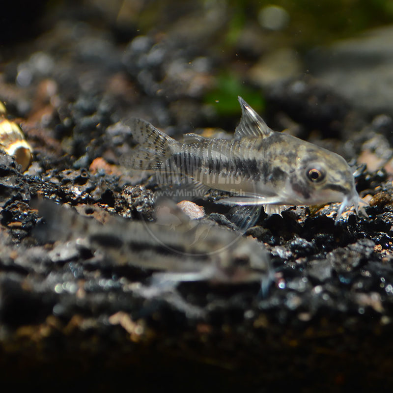 Corydoras habrosus "Pygmy / Salt & Pepper" Cory Catfish Shop MiniWaters.FISH Online Aquarium