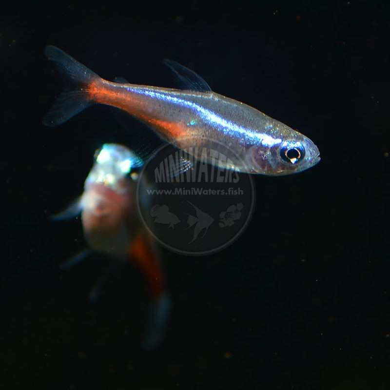 Hyphessobrycon sp. HY511 "Candy Cane Tetra" Shop MiniWaters.FISH