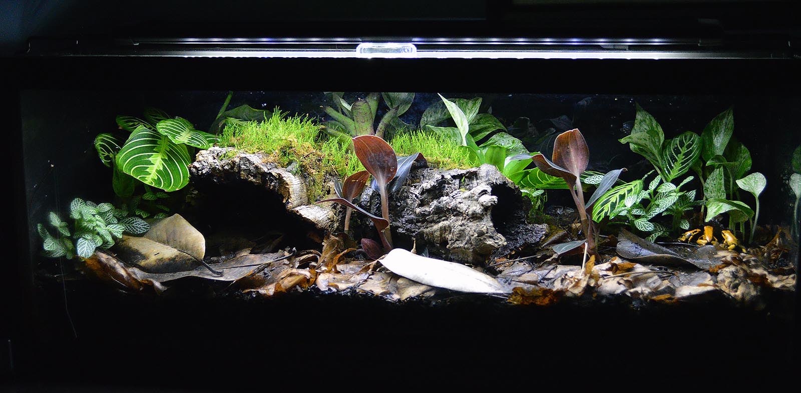 A very simple to set up Poison Dart Frog vivarium in a 20-long aquarium, which houses Phyllobates terribilis "Orange". My then 7-year old son chose the plants and created the layout.