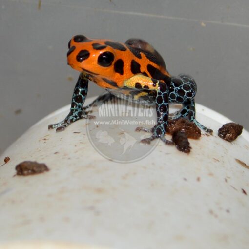 One of our Ranitomeya imitator "Varadero" thumbnail poison dart frogs transporting a tadpole on his back to a water source.