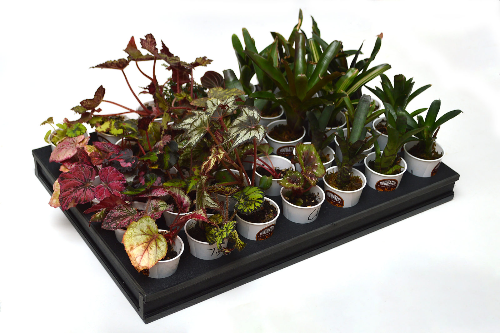 Vivarium plants from MiniWaters, an endless array of form and color!