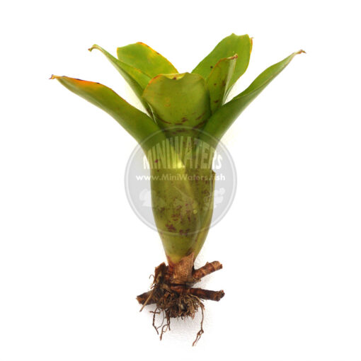 Neoregelia Outrigger, Pup