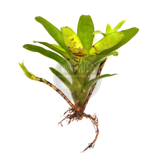 Neoregelia Outrigger, Multi-growth plant