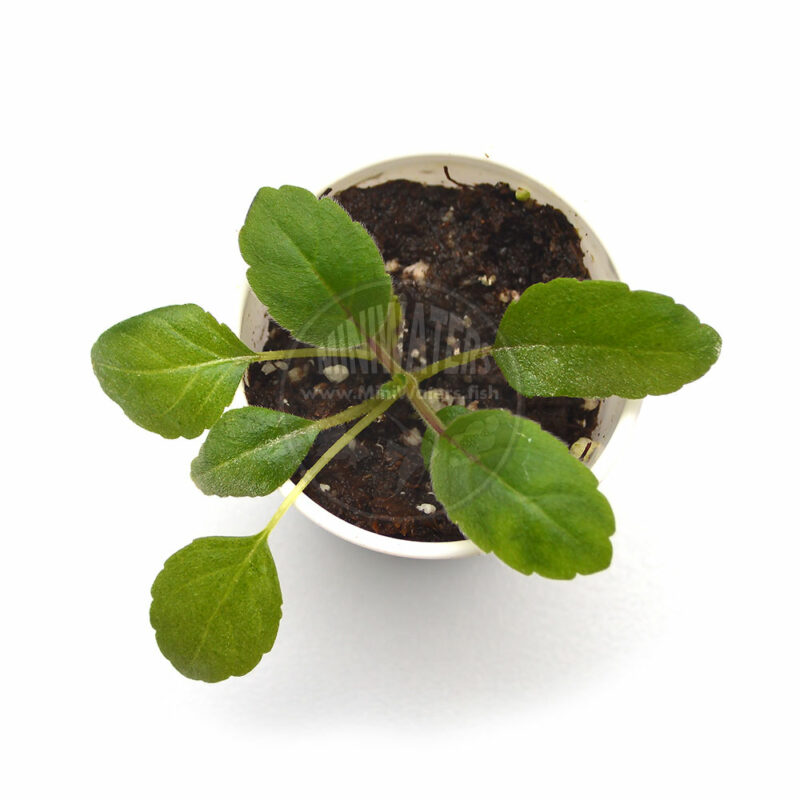 Alsobia dianthiflora 
