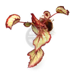 Begonia Simple Simon, 2