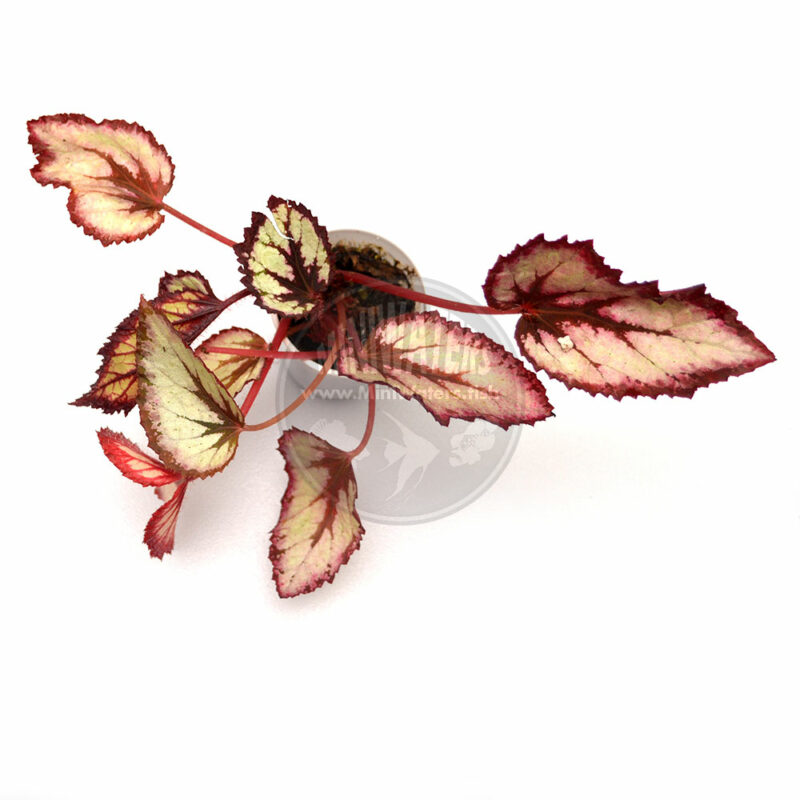 Begonia Simple Simon - Shop MiniWaters.FISH - Online Aquarium ...