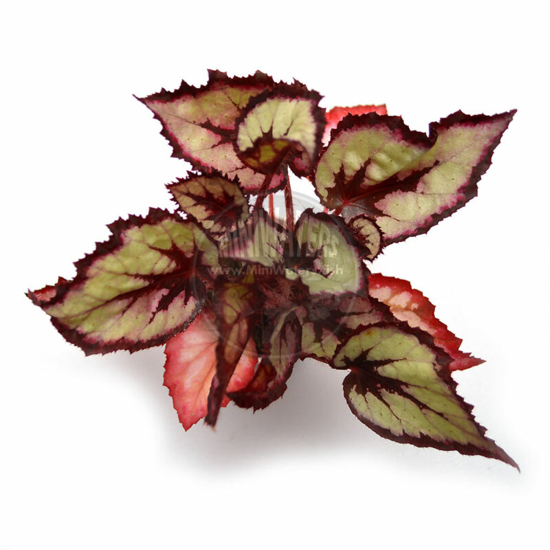 Begonia Simple Simon - Shop MiniWaters.FISH - Online Aquarium ...