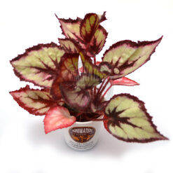 Begonia Simple Simon, 2" cup, xlg