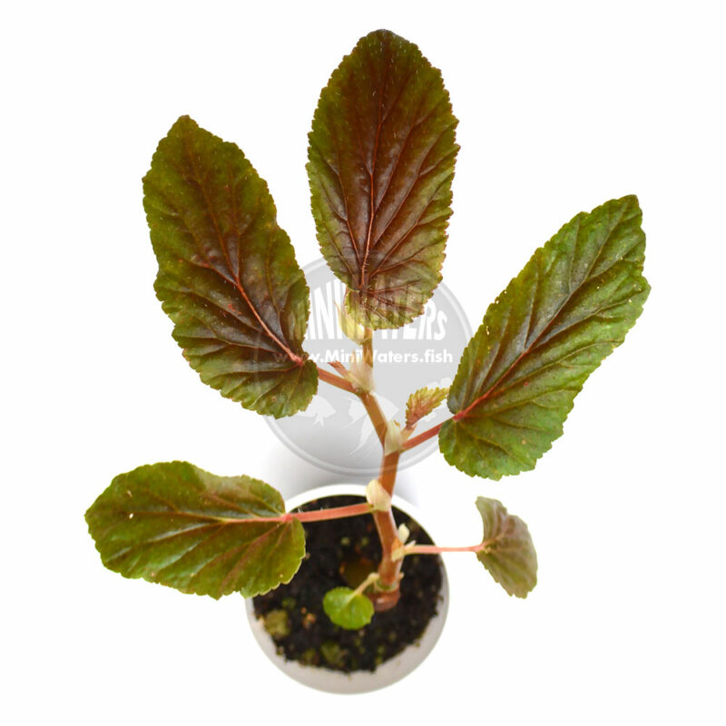 Begonia U402 Shop MiniWaters.FISH Online Aquarium & Vivarium Boutique