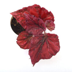 Begonia Venetian Red, 2