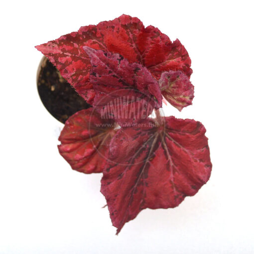Begonia Venetian Red, 2" cup