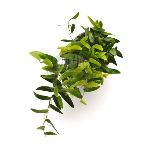 Ficus cf. punctata "Lance Leaf" / "Panama", 2" cup, XLG