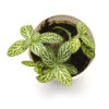 Fittonia albivenis "Silver Nerve Plant", 2" cup