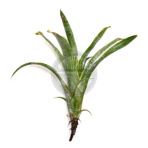 Neoregelia pauciflora "Scurfy Clone", mature growth