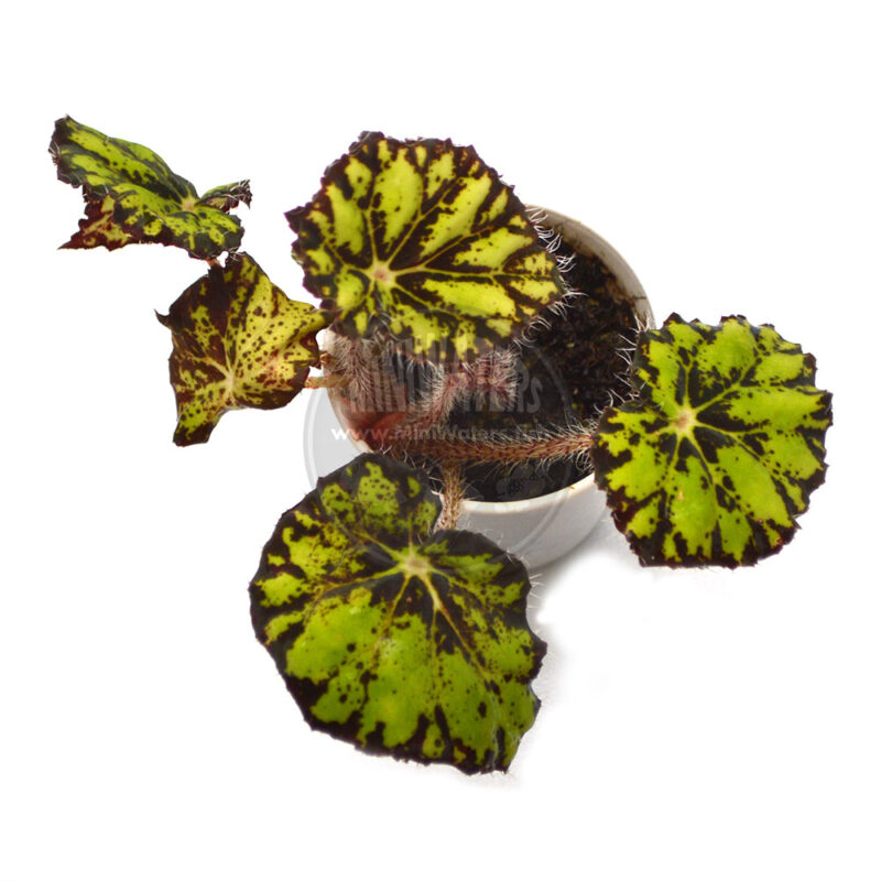 Begonia U402 - Shop MiniWaters.FISH - Online Aquarium & Vivarium Boutique