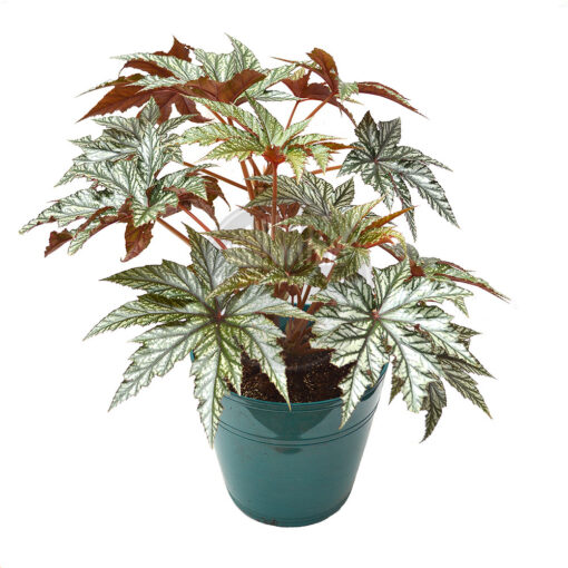 Begonia Gryphon, mature size plant