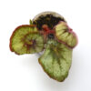 Begonia Escargot, 2" cup