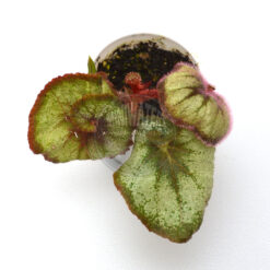 Begonia Escargot, 2