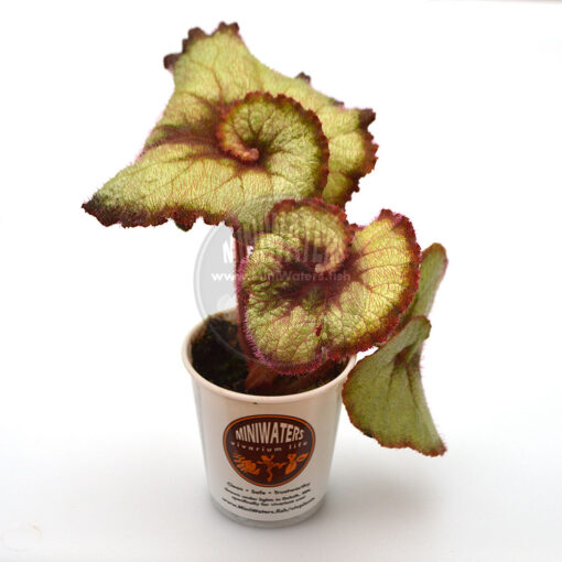 Begonia Escargot, 2" cup