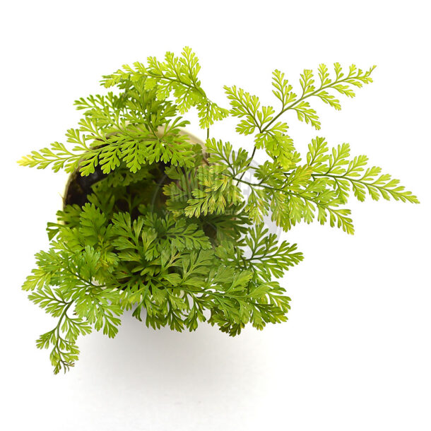 Humata Fern Humata tyermanii 'White Rabbit's Foot Fern' - Shop MiniWaters.FISH ...