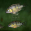 Juvenile Cryptoheros cutteri, just under 1" (2.5 cm) in length.