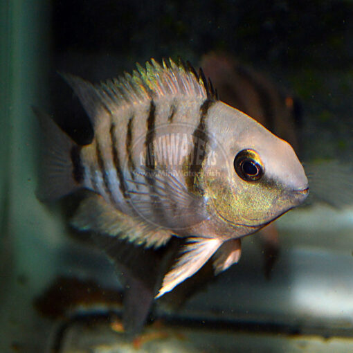 A small female Cryptoheros cutteri in early spawning coloration.