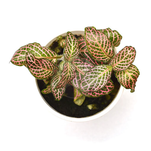 Fittonia albivenis 'Pink Angel', 2" cup