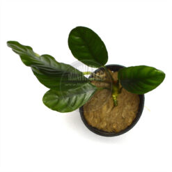 Anubias barteri var. coffeefolia, in aquarium pot