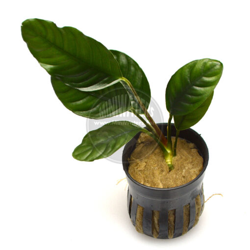 Anubias barteri var. coffeefolia, in aquarium pot