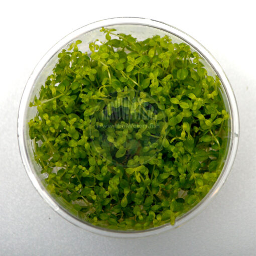 Hemianthus micranthemoides, Ultum Nature Systems tissue culture