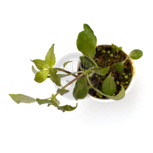 Hemiboea-bicornuta, 2" cup